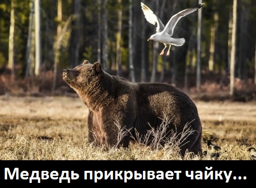 Как Медведев ПРИКРЫВАЕТ Чайку