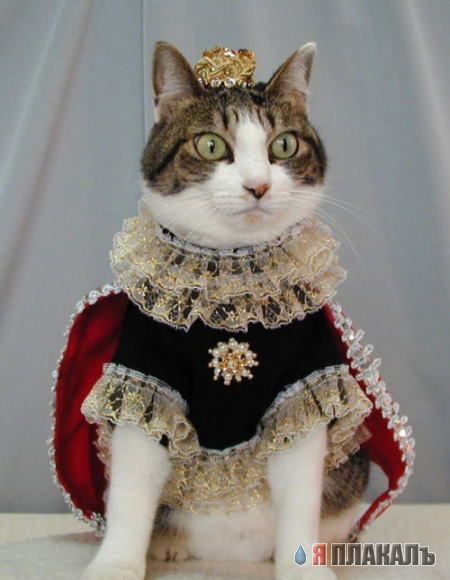 Коты, кошки, котята