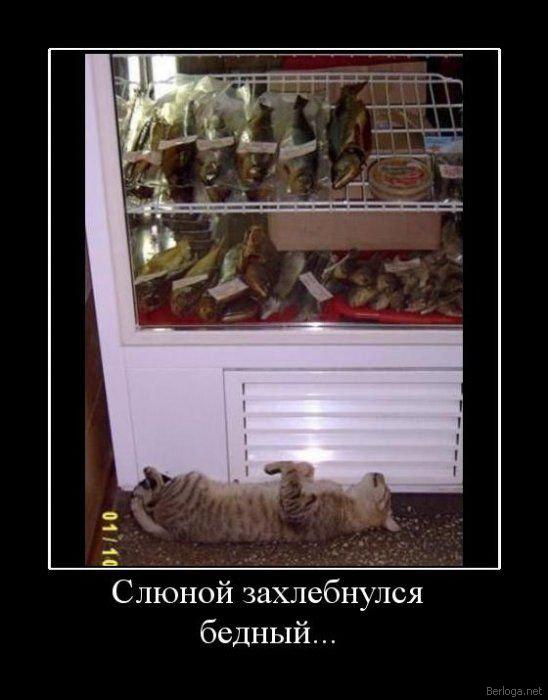 Демы к котовторнику!