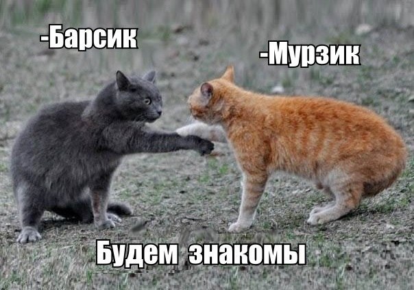 Мохнатые беспредельщики