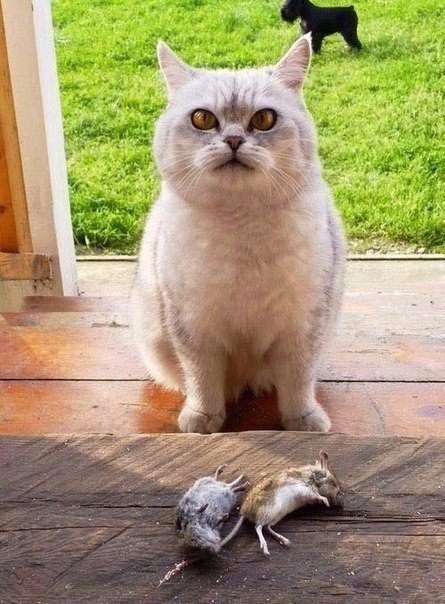 Прикольные животные