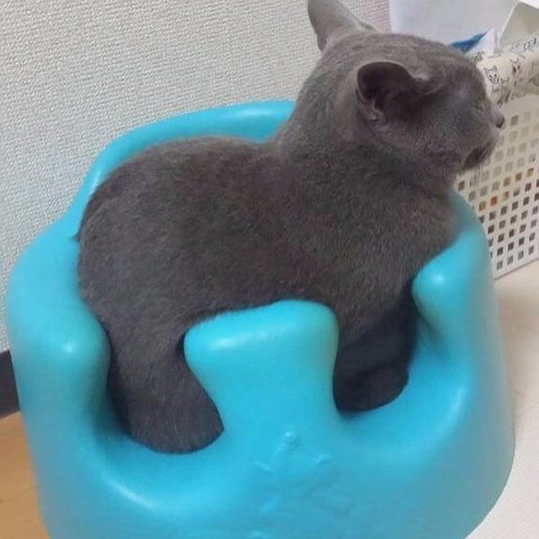 Прикольные животные