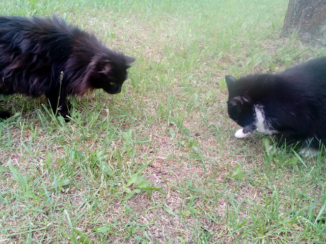 Котовторник 13.09.2016