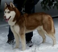 Собакочетвергу и любителям алабаев, посвящается!