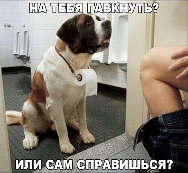 Прикольные животные