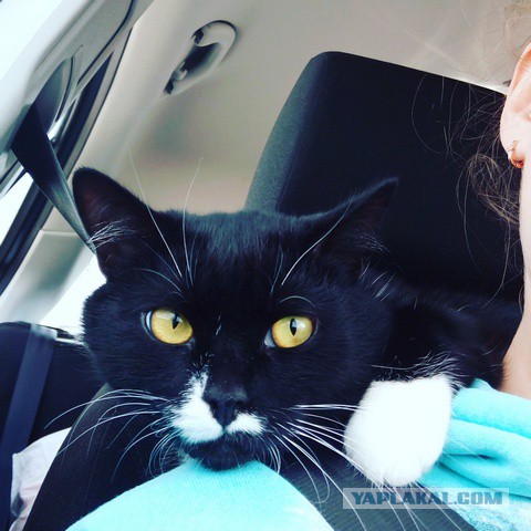 Коты из сети