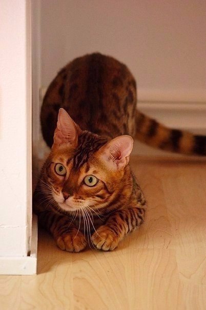 Коты из сети