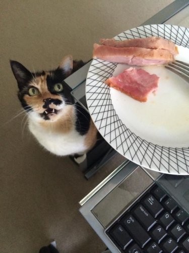 Коты из сети