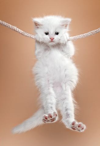 Коты из сети
