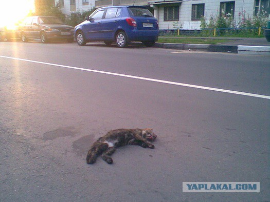 Прикольные картинки