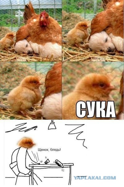Тем временем в курятнике.