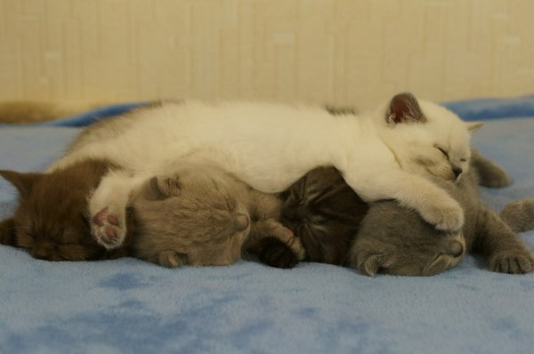 Коты и Кошки