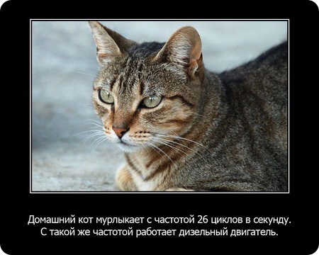 23 интересных факта о животных, которые вас удивят