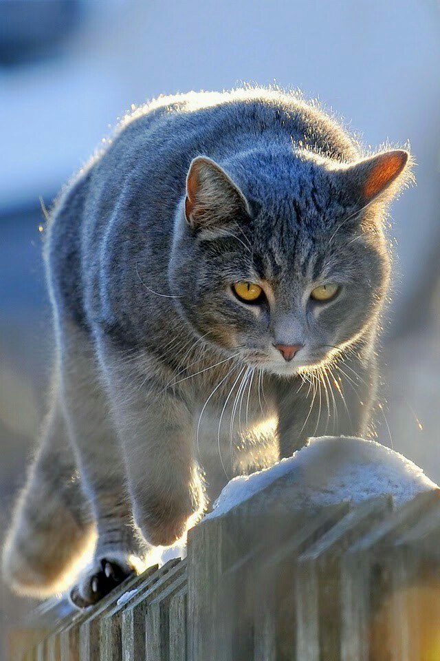 Прикольных котов пост