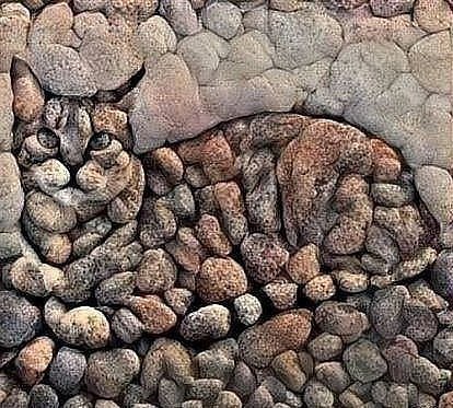 Фотобомбы котов