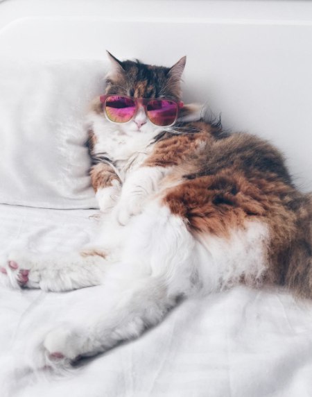 Неадекватные коты
