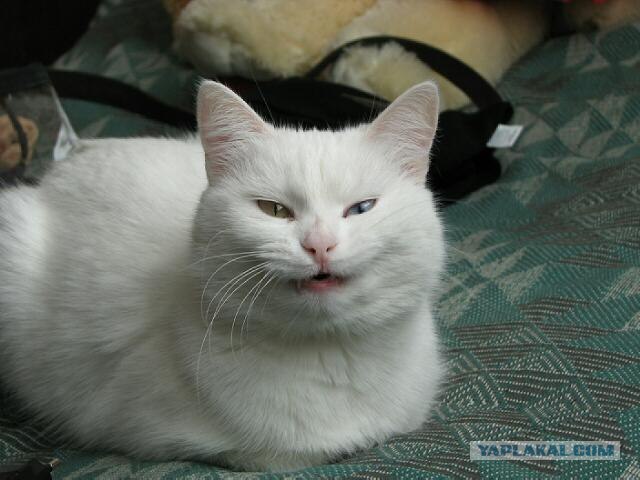 Уррааа! Котовторник на ЯПлакалъ!