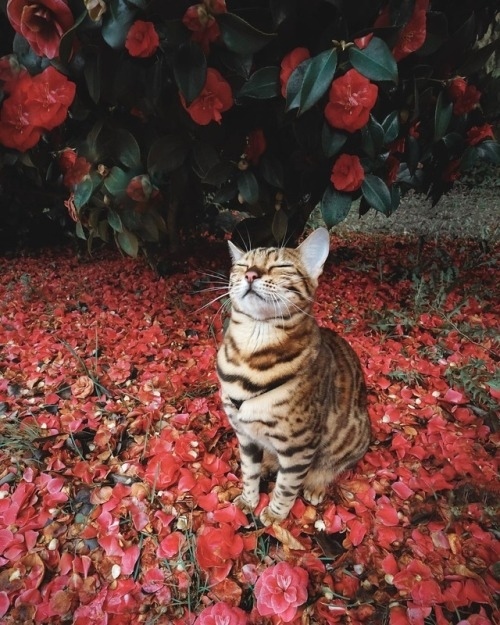 Немного милоты