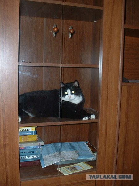 Кошарий