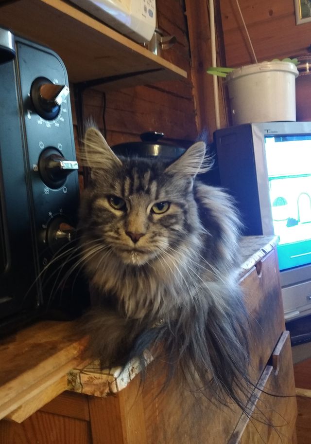 Немного милоты