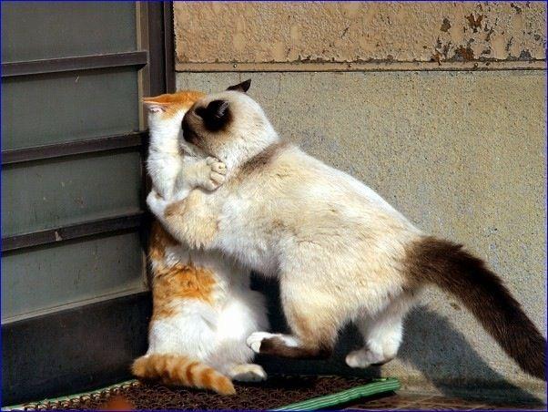 Котейкин вторник! Космический 12.04!