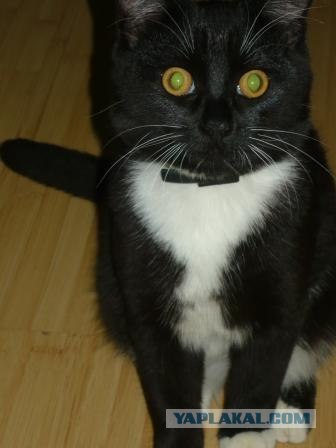 Котовторник