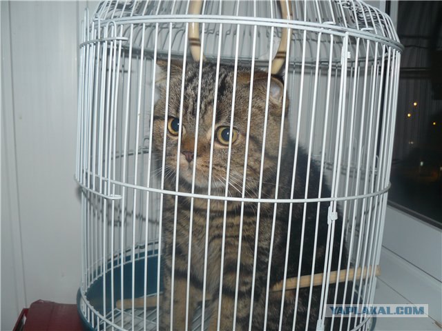 Котовторник с Кузей