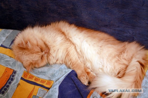 Сонный Котовторник