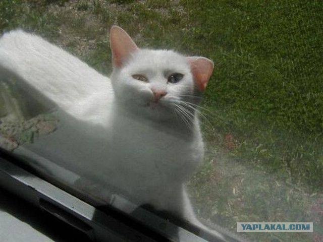 Котовторник!