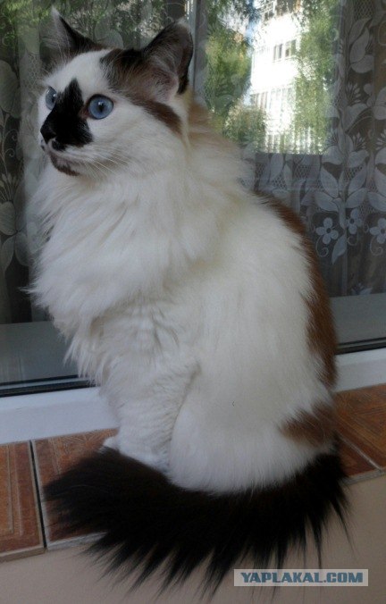 Котовторник 31.07.2012 г.