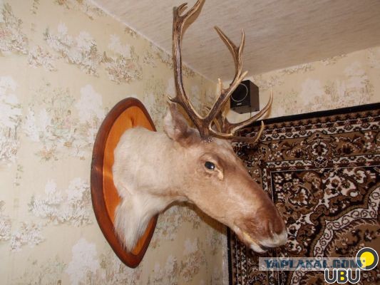 О хороших разведенках с прицепами замолвите слово или почему на них  не стоит жениться
