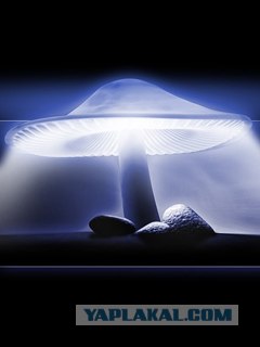 Фотожаба: Формалин!