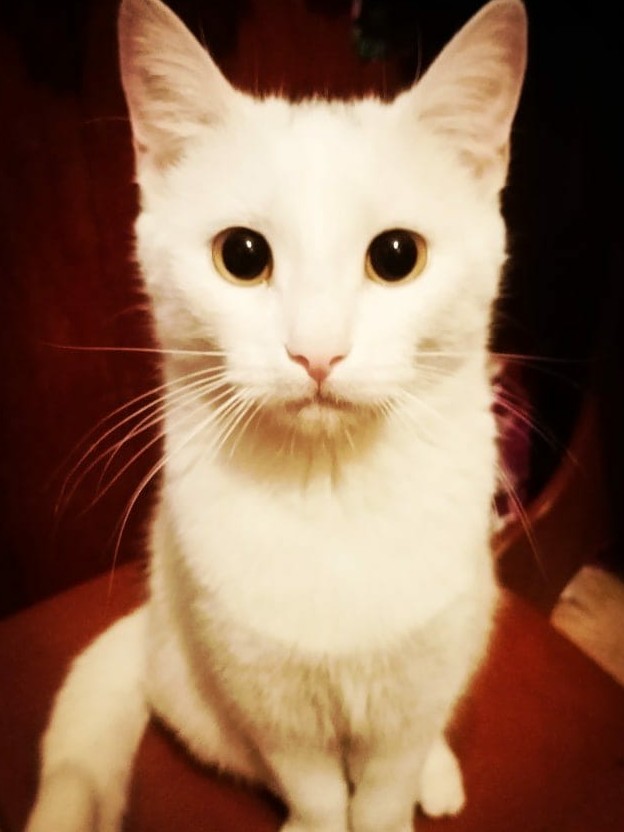 Котовторник