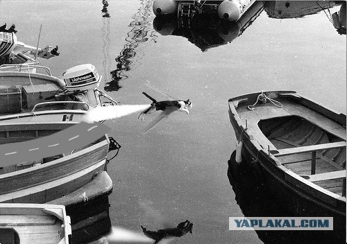 Фотожаба: Полет Барсика