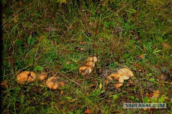 Осень в банках