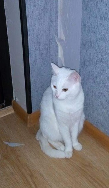 МИРУ - МИР ! Котикам - котовторник !