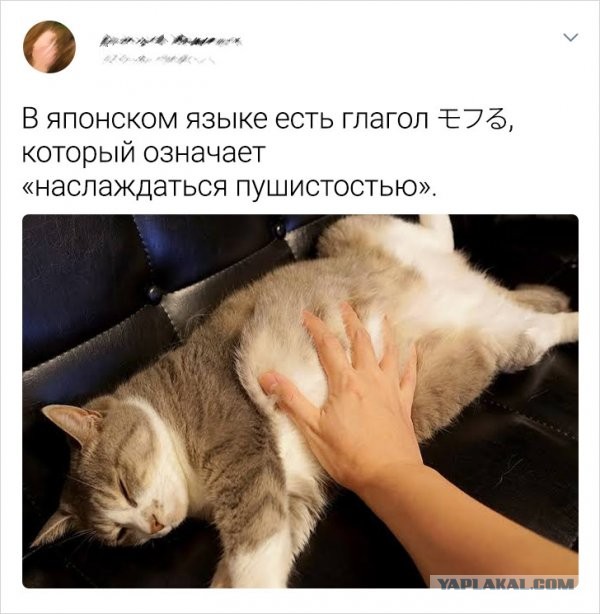 Забавные и веселые картинки