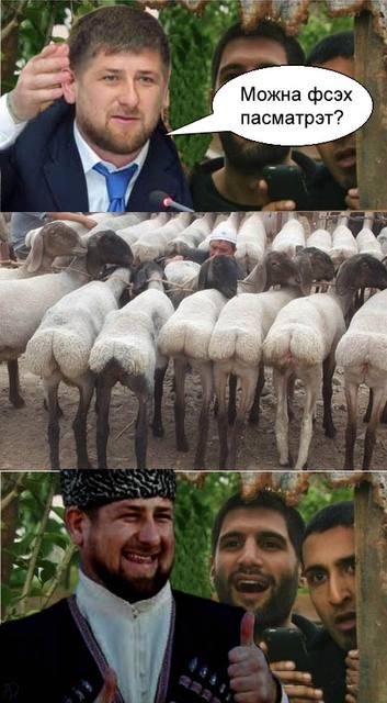 Премьер Дагестана схватил и поцеловал ягненка во время перегона скота