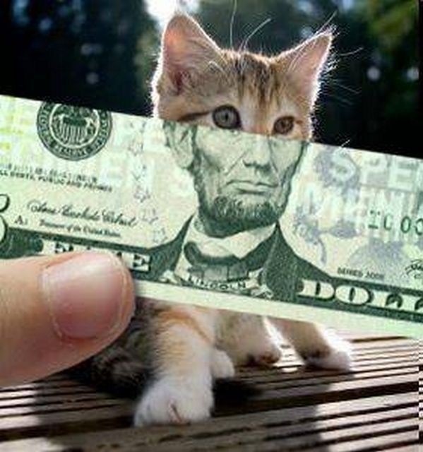 Сотрудники фирмы не могли понять, откуда их кот таскает наличку