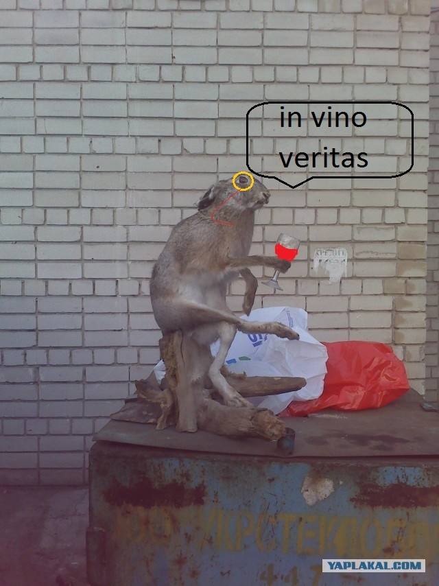 Заяц