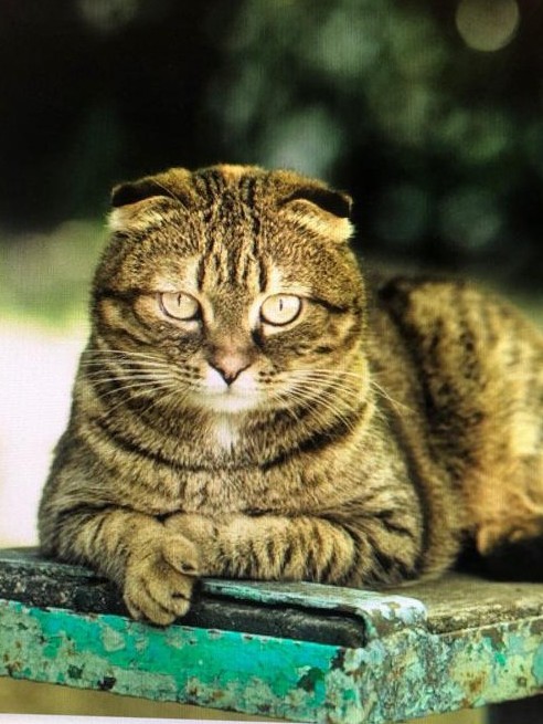 Котовторнику посвящается