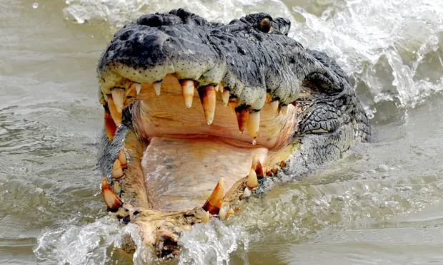 В Австралии мужчина выжил после нападения крокодила, оторвав его челюсти от своей головы