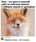 Большеухая лиса: Это не лиса! Люди ошибались 200 лет. Что же это за странный зверь?