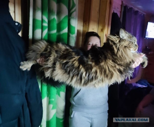 Вылечил собакена