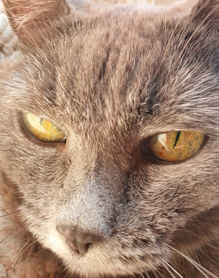 Кошка Яна 19 лет
