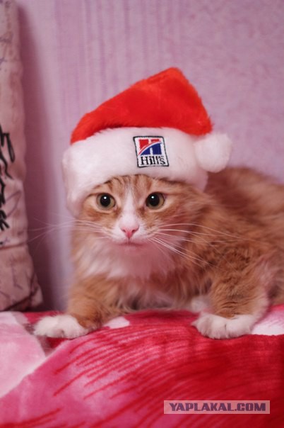 Котовторник   31.12.  2013