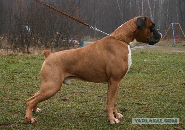 О, my dog