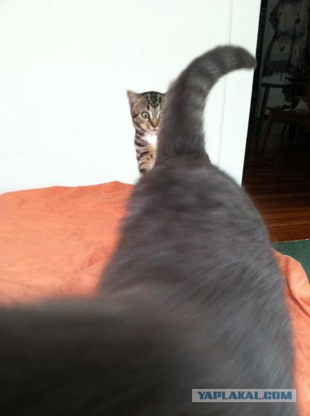 Весёлые картинки. Разбавим будни