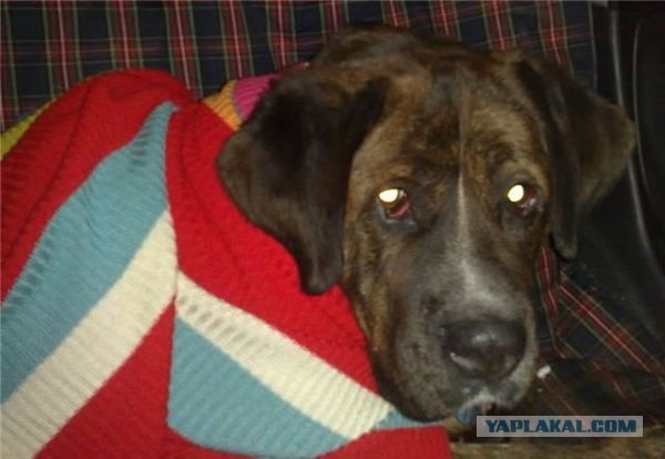 Спасенные собаки