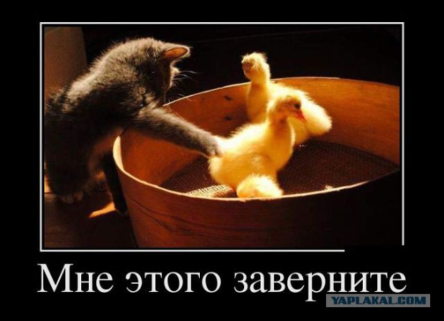 Веселые картинки
